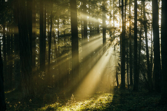 Sun rays filtering through foggy forest