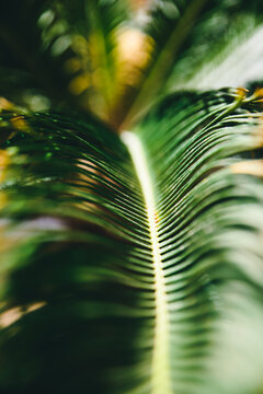Close up of the top of a palm tree with its lieves