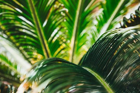 Close up of the top of a palm tree with its lieves