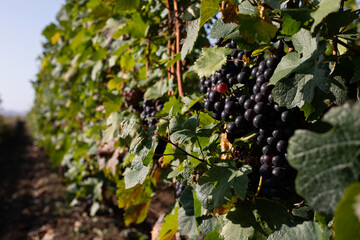 Vineyard in Romania