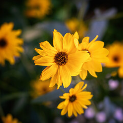  Heliopsis blossoms in autumn