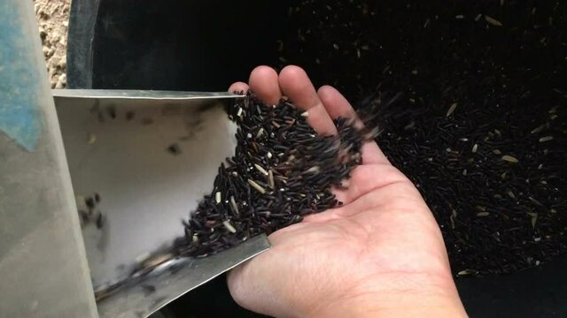 Black riceberry that flows down and flows back up from rice milling machine. Hand waiting to receive riceberry from a rice milling machine.
