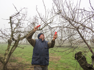 Gardener pruning fruit trees with pruning shears.