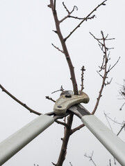 Gardener pruning fruit trees with pruning shears.