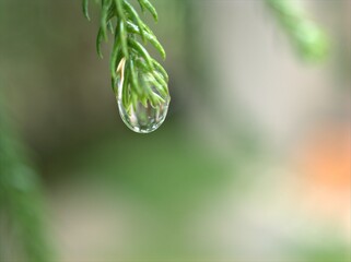 Closeup green leaf with water drops in garden with soft focus and blurred background ,rain on nature leave ,dew on pine leaves plants for card design