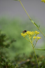 蜂とおみなえしの花