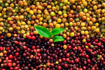 raw coffee beans and green leaves backgrounds abstract