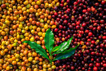 raw coffee beans and green leaves backgrounds abstract