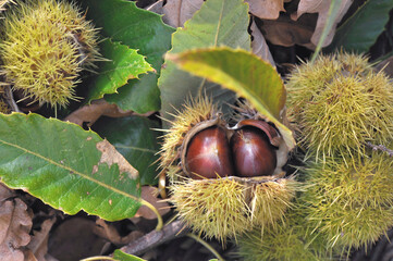 close on a  fresh chestnuts in its husk  and falled on the ground  in leaves