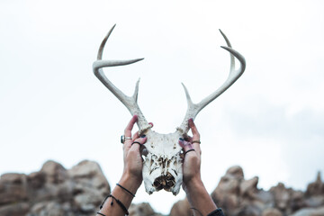 Female Hands Holding Deer Skull