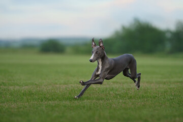 Obraz na płótnie Canvas greyhound dog runs on the lawn. Whippet plays on grass. Active pet