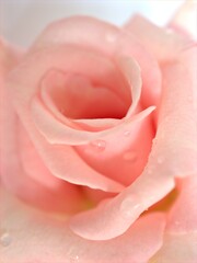 Closeup macro petals pink rose isolated flower with water drops and soft focus, blurred background ,sweet color for wedding card design