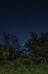 Naklejka premium Neowise Comet over Forest 