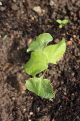 Cotton plant with fresh new green leaves growing in th field. Gossypium 