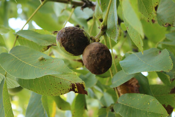 Rotten walnut fruits on branch in the orchard. Walnut tree with disease on summer