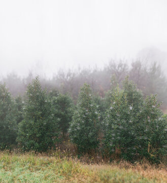 Many spruce trees in the mist