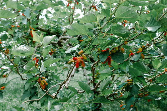 Mulberry