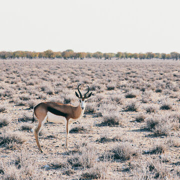 African Springbok on a grassy plain