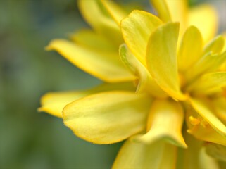 Fototapeta premium Closeup yellow petals of Zinnia angustifolia flower plants in garden with green blurred background ,macro image ,sweet color for card design