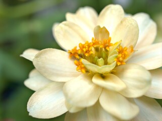 Closeup yellow petals of Zinnia angustifolia flower plants in garden with green blurred background ,macro image ,sweet color for card design