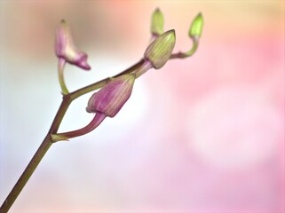 Closeup macro petals purple cooktown orchid ,Dendrobium bigibbum orchid flower plants and soft...