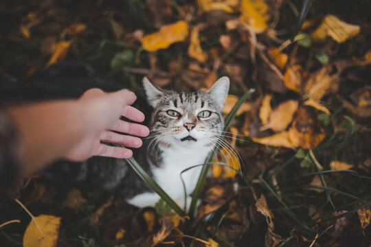 Woman hand is trying to pet a mixed race cat