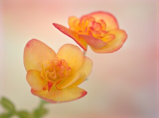 Closeup macro yellow begonia hiemalis nicole stone flower with soft focus and blurred background, sweet color for card design