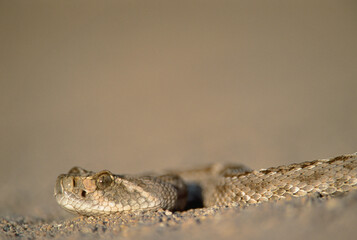 Western Diamondback (Crotalus atrox)