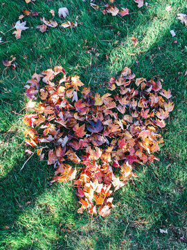 Autumn leaves in the shape of a heart on green grass