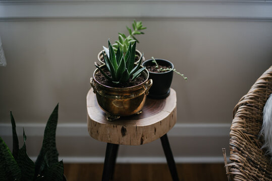 Succulent plants in copper and vintage planters in home