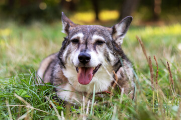 Naklejka na ściany i meble Outdoor portrait of a happy old dog with gray fur. Soft focus, blur.