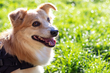 Orange-tawny beautiful dog on a green sunny lawn. With copy space.