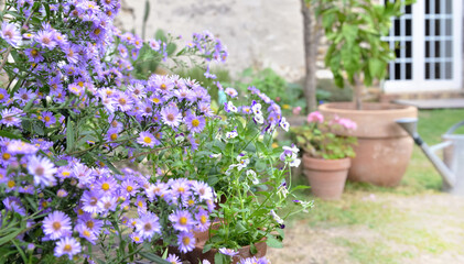 Fototapeta na wymiar bush of aster flowers blooming in the garden of a rural house