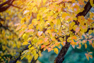 Autumn background-yellow leaves in the city Park
