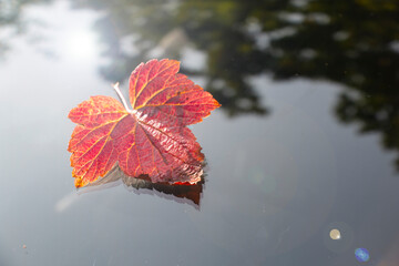 red maple leaf on glass, autumn reflection