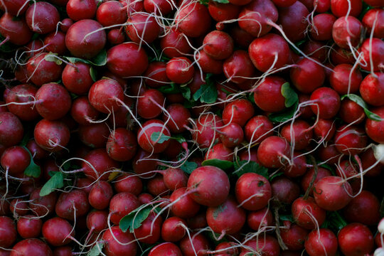 Rows of red radishes