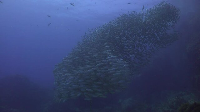 A School of The yellowstripe scad (Selaroides leptolepis)