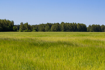 Fototapeta premium Bright green cereal field with forest on the horizon, rural landscape 