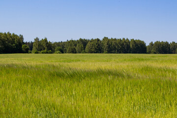 Bright green cereal field with forest on the horizon, rural landscape
