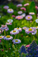 Multicolored daisies on a green background