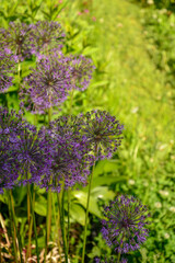 Obraz premium Decorative lilac bow on a green flan
