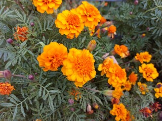 orange flowers in the garden