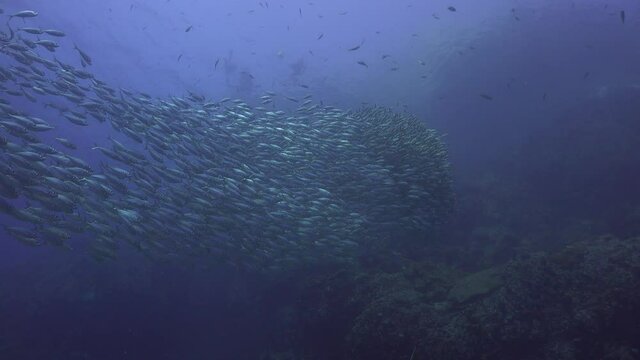 A School of The yellowstripe scad (Selaroides leptolepis) and divers on the surface 
