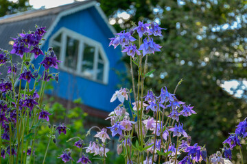 View of a village house through flowers from a blooming garden