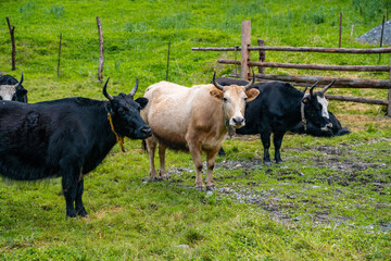 A herd of yaks in a ranch in Tibet, China.