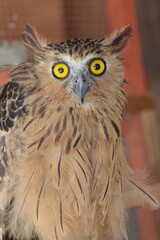 Eagle owl with blur background. sharp, flesh-eating eyes. hunters of snakes, birds and the like