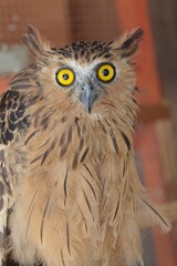 Eagle owl with blur background. sharp, flesh-eating eyes. hunters of snakes, birds and the like