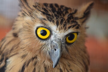 Eagle owl with blur background. sharp, flesh-eating eyes. hunters of snakes, birds and the like