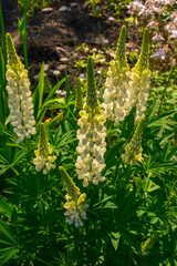 White lupine flower in the sun close up
