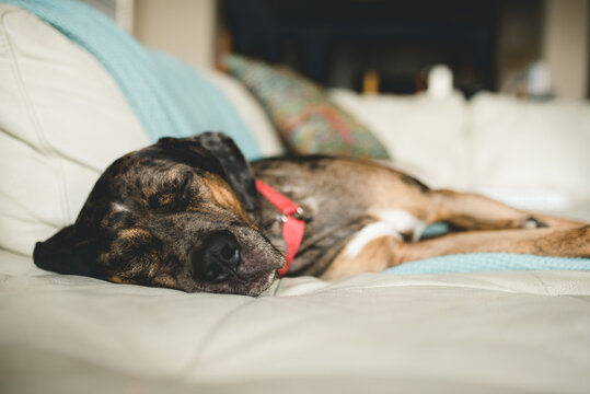 napper